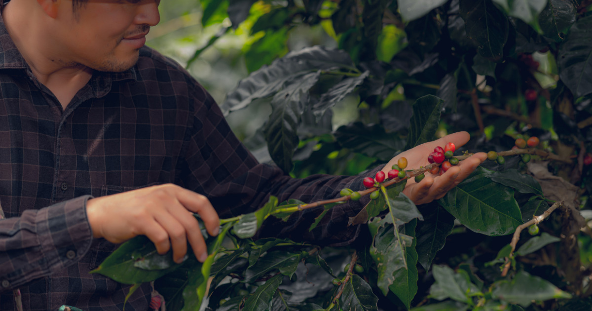 スタバのグアテマラコーヒー：グアテマラの歴史と魅力を探る