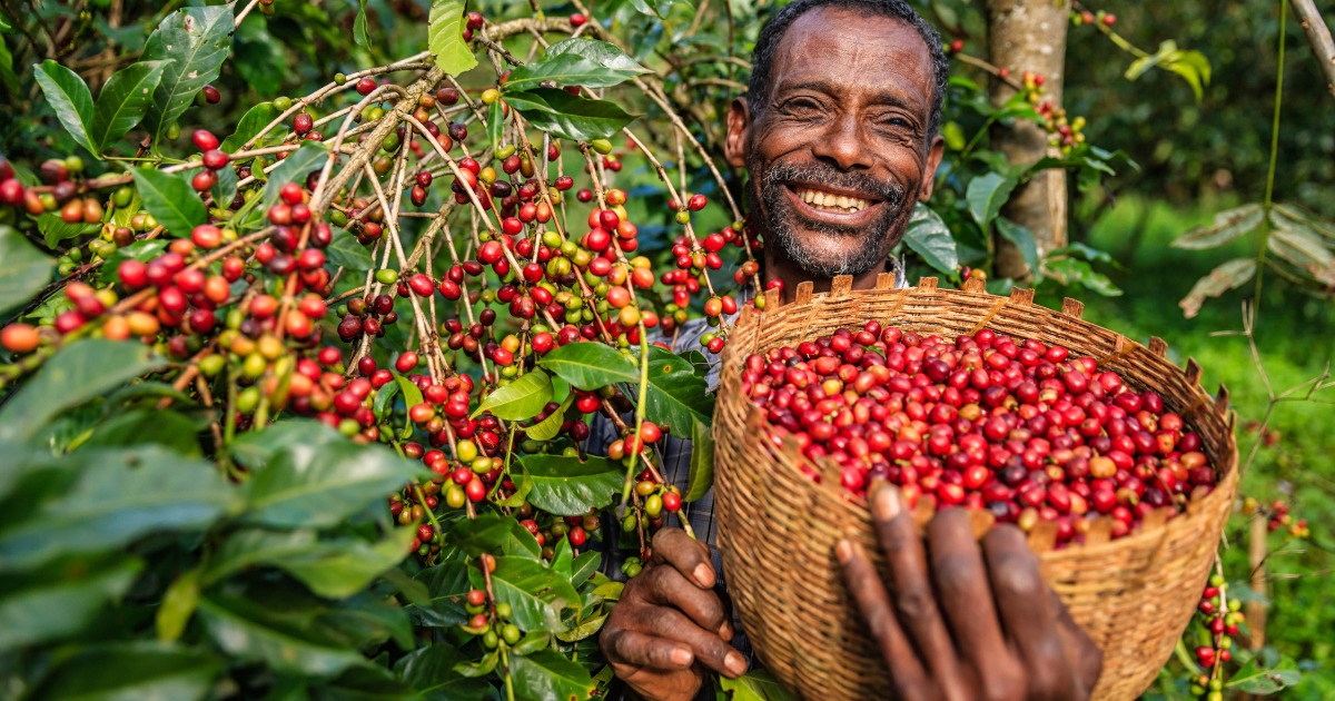 エチオピアコーヒー: 酸味の楽しみ方