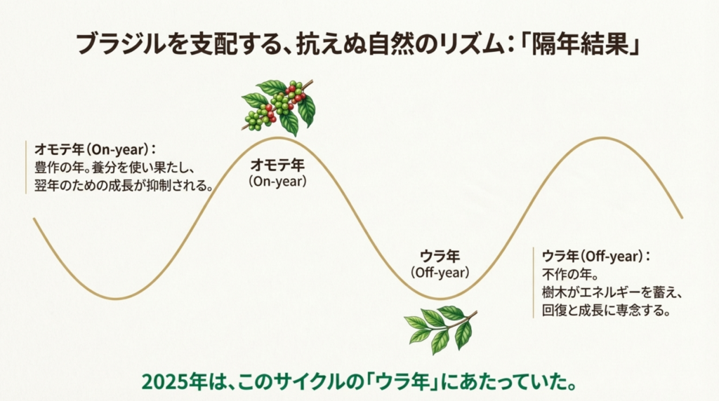 隔年結果のサイクル詳細